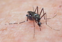 Aedes poweri