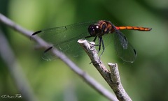 Orthemis ambinigra