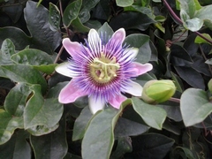 Passiflora alata × caerulea
