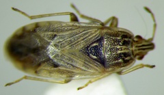 Holcocranum saturejae