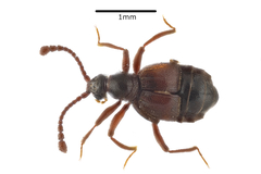 Tyrus mucronatus