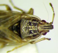 Holcocranum saturejae