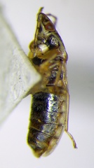 Holcocranum saturejae