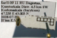 Holcocranum saturejae