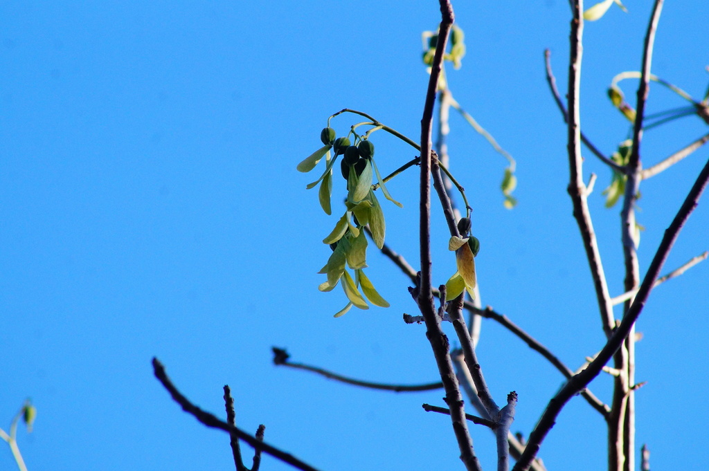 Propeller Tree from S, 70987 Crucecita, Oax., México on January 20