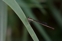 Agriocnemis argentea