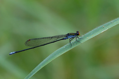 Pseudagrion ignifer