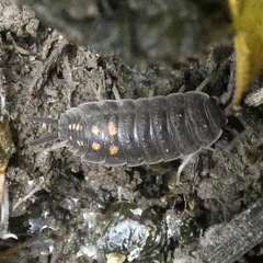 Porcellio ornatus