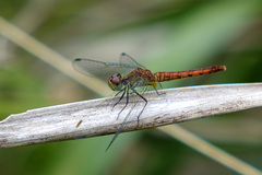 Nannodiplax rubra