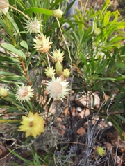 Syncarpha speciosissima