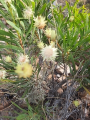 Syncarpha speciosissima