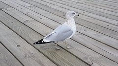 Larus delawarensis