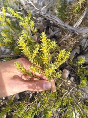 Thymelaea tinctoria