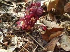 Bdallophytum americanum