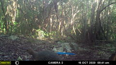 Crypturellus cinnamomeus