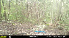 Crypturellus cinnamomeus