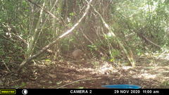 Crypturellus cinnamomeus