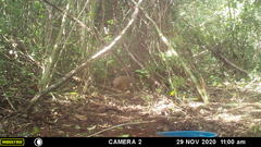 Crypturellus cinnamomeus