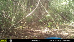 Crypturellus cinnamomeus