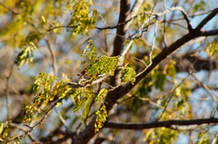 Piptadenia obliqua