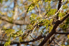 Piptadenia obliqua