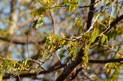 Piptadenia obliqua