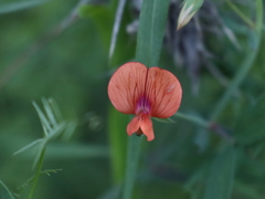 Lathyrus blepharicarpos