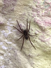 Lycosidae