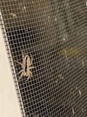 Menemerus bivittatus