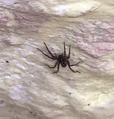 Lycosidae