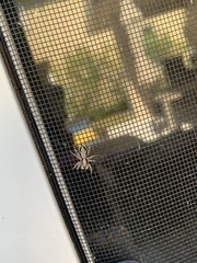 Menemerus bivittatus