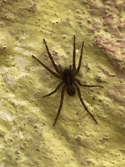 Lycosidae