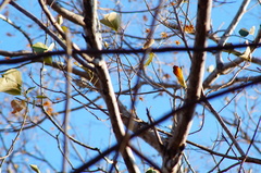 Polioptila albiloris