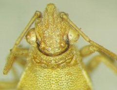 Maccevethus corsicus