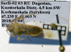 Maccevethus corsicus