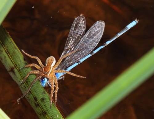 Familiar Bluet, MacLaren Pond, Fundy NP, Albert County, NB, Canada, photo 7 of 10
