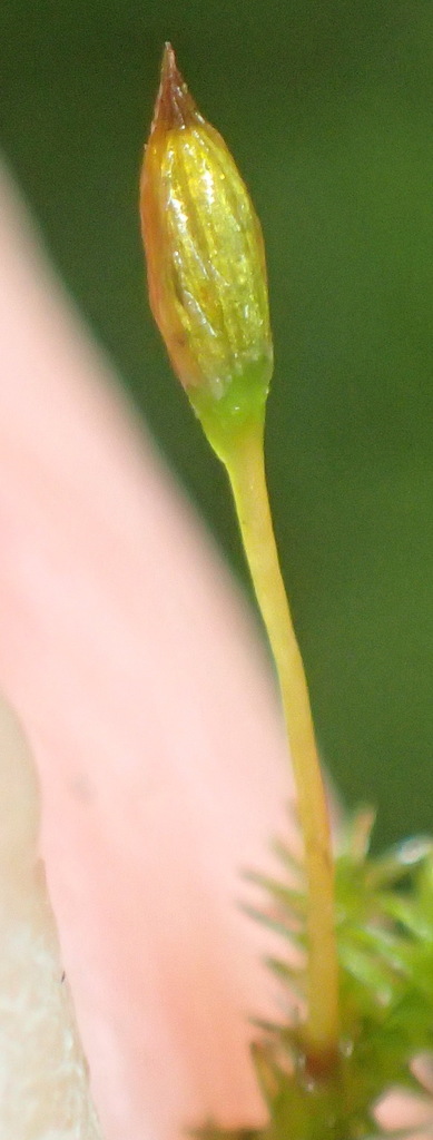 Macrocoma pulchella