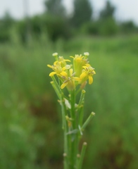 Erysimum marschallianum