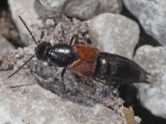 Philonthus nitidus