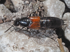 Philonthus nitidus