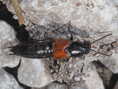 Philonthus nitidus