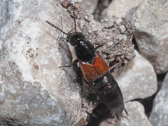 Philonthus nitidus