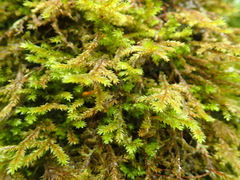 Pterobryopsis hoehnelii
