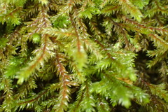 Pterobryopsis hoehnelii