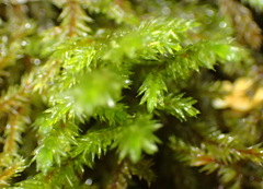 Pterobryopsis hoehnelii
