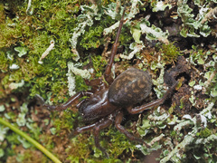 Callobius claustrarius