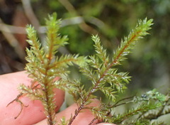 Pterobryopsis hoehnelii