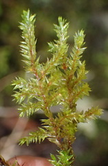 Pterobryopsis hoehnelii