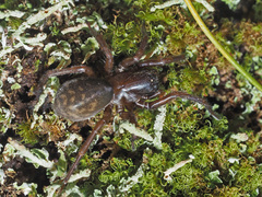 Callobius claustrarius