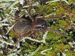 Callobius claustrarius